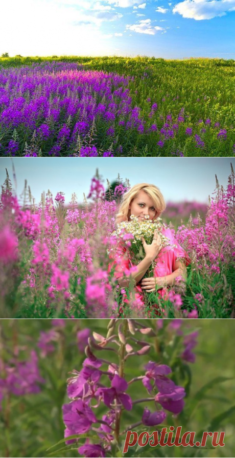 Кипрей, он же иван-чай — Клуб: Сибирский двор