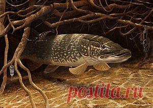 Рыбалка видео: Где засада щуки