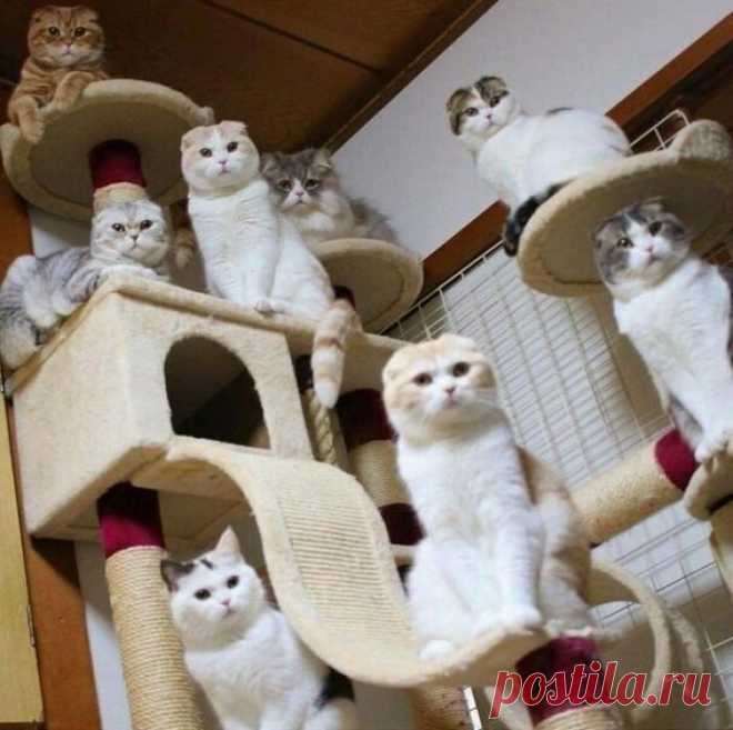 Котоград:)