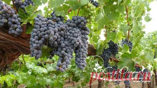 ОТ ПАУТИННОГО КЛЕЩА НА ВИНОГРАДЕ 1,5–2 кг зелёной ботвы картофеля залейте 10 л…