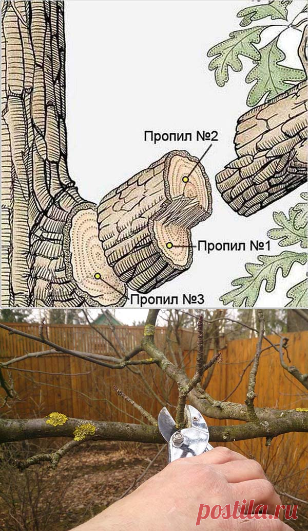 Обрезка яблони осенью: когда (сроки) и как правильно обрезать - схемы и советы для начинающих