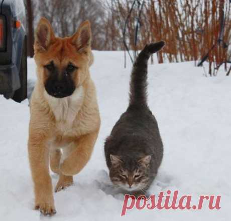 Эти забавные животные!
Ирина Позднякова