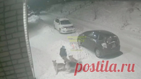 В Иркутской области стая собак напала на ребенка. В Иркутской области стая собак набросилась на школьника. Видео случившегося опубликовал Telegram-канал &quot;Инцидент Иркутск&quot;. Инцидент произошел 8 февраля в микрорайоне &quot;Карабах&quot; города Усть-Кут. На кадрах четыре крупные ...