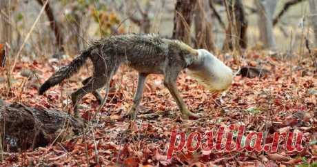Волк с пластиковой бутылкой на голове: случайный кадр фотографа спас животное от мучительной смерти Индийский волк, который попал головой в пластиковую бутылку, оставленную местными жителями в районе озера в Нагпуре, едва не погиб от голода. Его спасли фотографы, приехавшие в лес фотографировать при...
