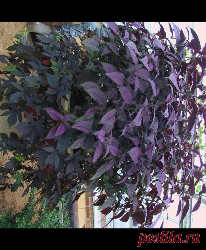 Стробилантес — посадка и уход