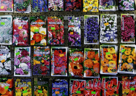 Календарь сезонных работ в саду: декабрь - Planetalsad