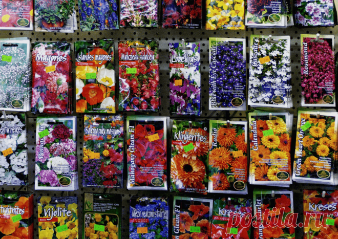 Календарь сезонных работ в саду: декабрь - Planetalsad