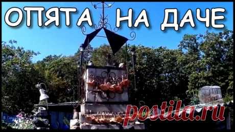 Грибы на дачном участке ( Обзор ) Опят много не бывает! Грибы на дачном участке - это реальность. Возможно, вы знаете еще и другие способы, как получить грибы на даче, пишите в комментариях. 
----------------------------------------
 Как развести грибы опята на садовом участке? Почему опята, потому что опенок, везде себя хорошо чувствует.
----------------------------------------
 Как вырастить грибы на даче. Достаточно поломать грибы на небольшие кусочки и разбросать под д...