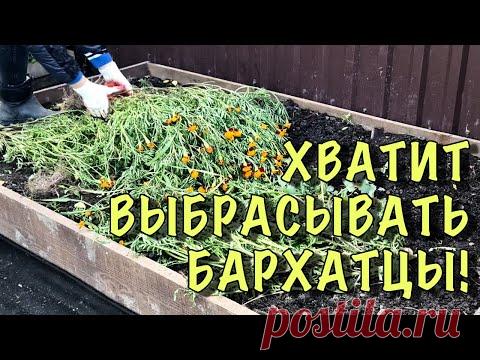 НЕ ВЫБРАСЫВАЙТЕ БАРХАТЦЫ! Сделайте с НИМИ ЭТО СЕЙЧАС, а весной СКАЖИТЕ СПАСИБО - YouTube