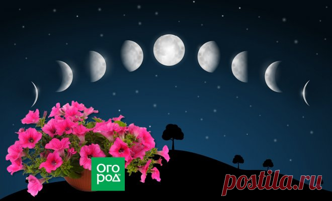 Выращивание рассады петуний в 2019 году: Лунный календарь работ | Летники (Огород.ru)