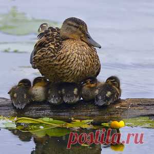 Тихий час Фото, автор wlad113 на Яндекс.Фотках