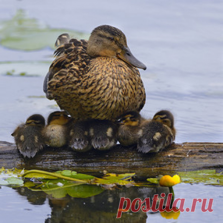 Тихий час Фото, автор wlad113 на Яндекс.Фотках