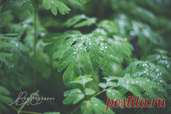 Pacific Northwest Dew Drops I am an avid Pacific Northwest hiker, and many of the hikes I go on traverse deep into the woods, where the trees hide damp foliage such as this, and dew drops among the leaves are plentiful. This greenery is what makes our forests so beautiful, and whenever they are decorated with these crystal-like dew drops, it makes it even more picturesque. All of my photographs are original, and they are printed to the size of your liking. I would like to ...