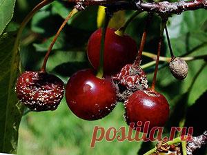 Вишня – болезни и вредители и борьба с ними, фото; вишня сохнет и опадает, тля и черви на вишне