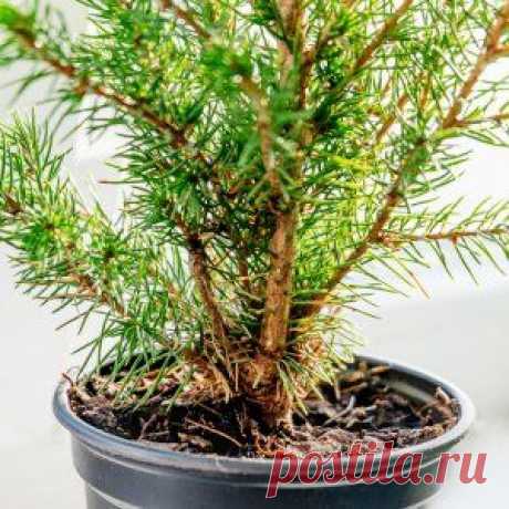 Комнатные елочки – какие выбрать?
