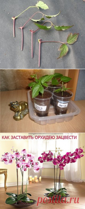 (96) Одноклассники