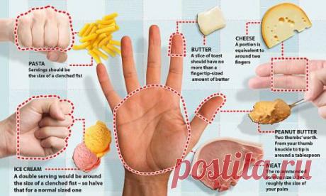 Порции, от которых не толстеют: Здоровое питание - diets.ru