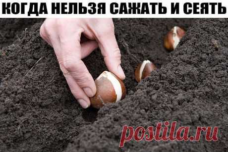 КОГДА НЕЛЬЗЯ САЖАТЬ И СЕЯТЬ 
Народные приметы для садоводов-огородников!
 - Картофель нельзя сажать на Вербной неделе, по средам и субботам - будет портиться.
 - Если весна ранняя, то капусту, как и лук сеют на четвертой неделе Великого поста или позже - на пятой.
 - Если весна запаздывает, то производят посев в последние дни Страстной недели, особенно в субботу.
 - Подсолнухи лучше сажать в субботу, до восхода солнца или после его захода. Последнее предпочтительнее. При п...