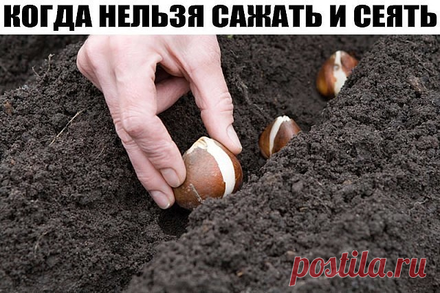 КОГДА НЕЛЬЗЯ САЖАТЬ И СЕЯТЬ 
Народные приметы для садоводов-огородников!
 - Картофель нельзя сажать на Вербной неделе, по средам и субботам - будет портиться.
 - Если весна ранняя, то капусту, как и лук сеют на четвертой неделе Великого поста или позже - на пятой.
 - Если весна запаздывает, то производят посев в последние дни Страстной недели, особенно в субботу.
 - Подсолнухи лучше сажать в субботу, до восхода солнца или после его захода. Последнее предпочтительнее. При п...