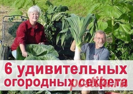 6 удивительных огородных секретов 
 
Чтобы выросли корнеплоды-великаны 
 
Чтобы вырастить крупные корнеплоды (морковь, свеклу и т. д.), можно использовать следующий нетрадиционный способ посадки. 
 
Железным ломиком сделать в земле дырочки глубиной 30 - 40 см. Каждую дырочку заполнить перегнойно-зольной смесью, слегка полить, положить 2 - 3 семечки, чуть засыпать землей. Место посадки пометить колышком. В остальном уход обычный, только поливать следует чаще и больше. 
 
Самое дешевое удобрение