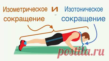 Сокращение мышц