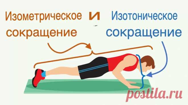 Сокращение мышц