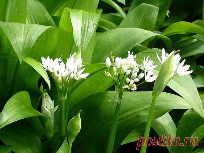 Как солить и мариновать черемшу в банке на зиму Два простых способа заготовки полезной зелени на зиму в домашних условиях: как солить и мариновать черемшу в банке.