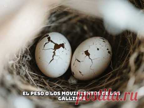 Que pasará si no recojes los huevos de las gallinas? #huevos #gallinasencasa #curiosidades