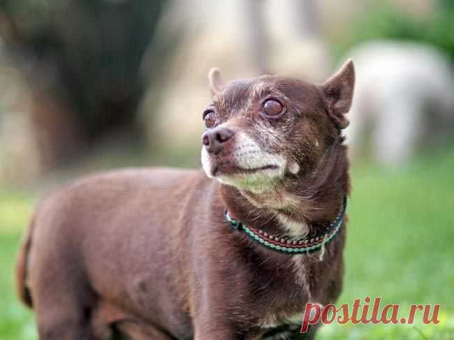 11 причин взять из приюта взрослую собаку вместо щенка / Питомцы