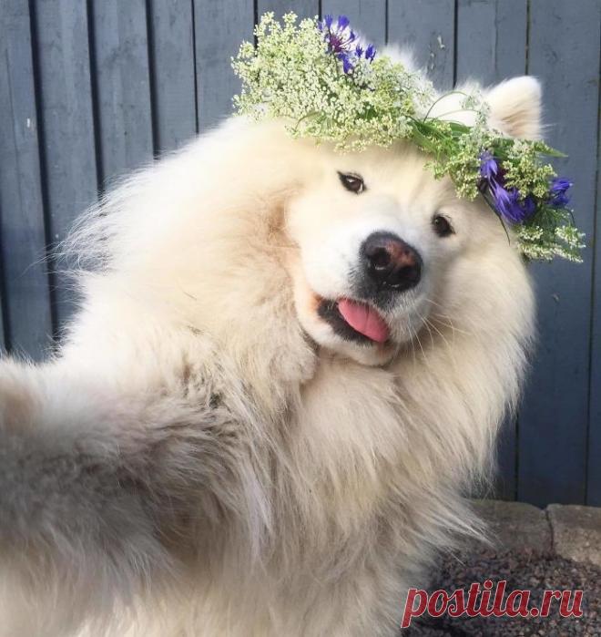 Если у вас плохой день, взгляните на снимки этих милых самоедов. Чистый позитив