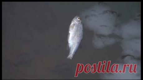 Планета Земля и Человек: В Вятских Полянах в реке погибла рыба