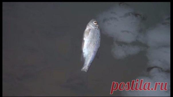 Планета Земля и Человек: В Вятских Полянах в реке погибла рыба