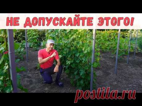 загущенность куста винограда