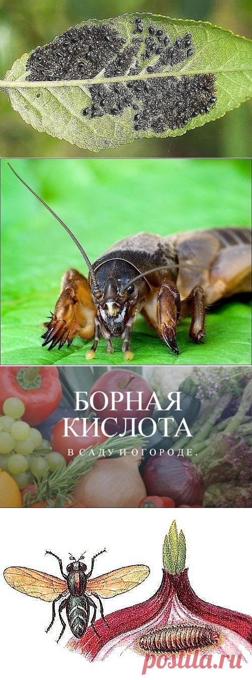 (38) Одноклассники