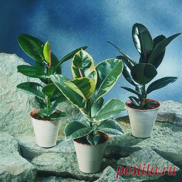 Размножение, формирование кроны и уход за фикусом каучуконосным дома Общие условия для содержания фикуса Каучуконосный фикус достаточно выносливое растение. Однако для того, чтобы оно имело привлекательный живой вид, ему необходимо создать благоприятные условия. Важно ...