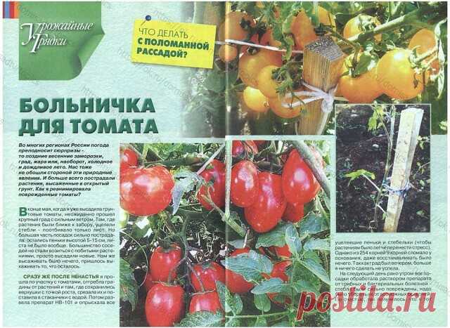 Рассада помидор