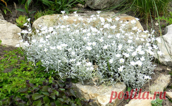 Ясколка войлочная  - 5 самых лучших стелющихся цветов для сада | Секреты сада. Дача, цветы | Яндекс Дзен