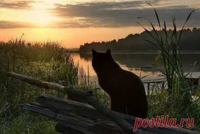 Утихает светлый ветер, Наступает серый вечер, Ворон канул на сосну, Тронул сонную струну. ... Александр Блок