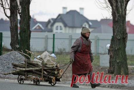 За незаконный сбор дров в лесу можно сесть в тюрьму и заплатить штраф
