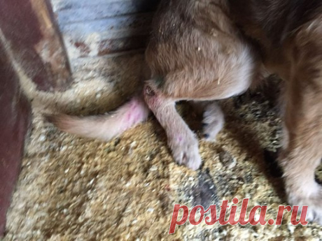 Ногинск.Московская область.Муниципальный приют. 
ПОВТОРНО! Очень срочно нужна помощь! МЕГА СОС! 
Друзья !! На этой неделе привезли парня в приют .69 вольер. 
Кто чем может помочь: машина.сопровождающий...
Нужна помощь отвезти его в клинику на осмотр и рентген. 
Дальше уже будем определяться с его лечением. 
Парень хороший.адекватный. 

8(926)480 94 92 Инна //vk.com/id138539262