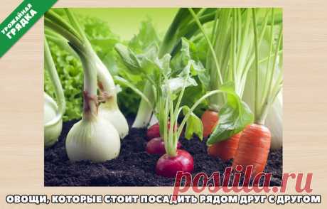 (12) Одноклассники