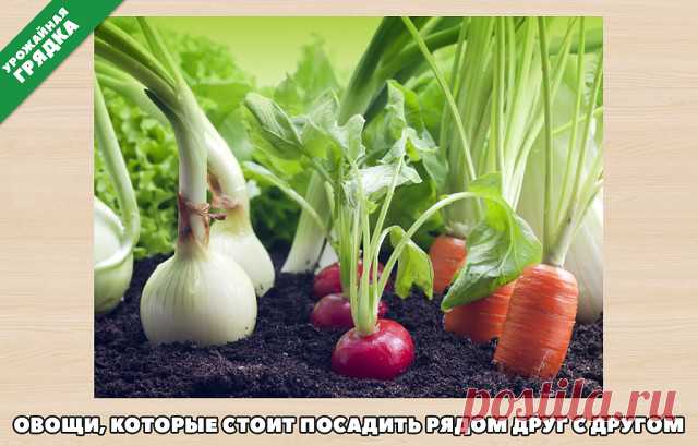 (12) Одноклассники