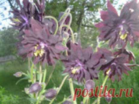 Изящные кустики аквилегии. Сортовое разнообразие В последние несколько лет селекционеры плотно поработали над созданием гибридных форм аквилегии. Результатом стали двухцветные, махровые, оригинальной раскраски соцветия с крупными бутонами. Какие сорта популярны у садоводов?