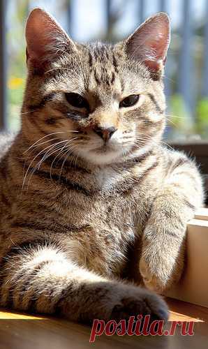 おぼえてない, catsbeaversandducks: “But I AM SMILING, mom.” ...