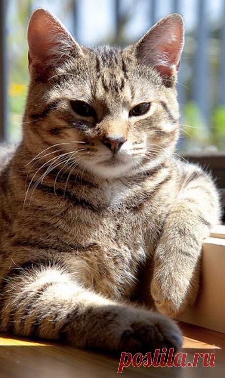 おぼえてない, catsbeaversandducks: “But I AM SMILING, mom.” ...
-Что удивительного?!