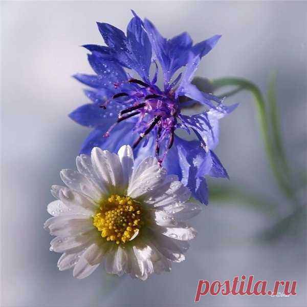 Несколько слов о счастье...