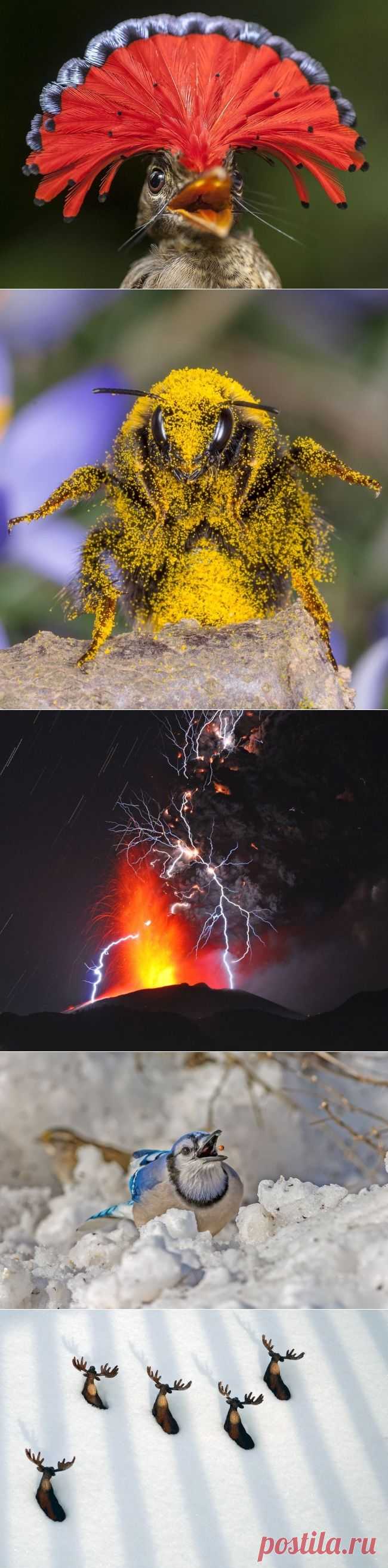Лучшие фото National Geographic за март