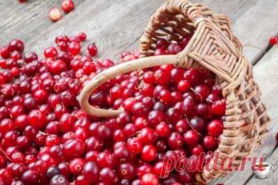 О целебных свойствах клюквы