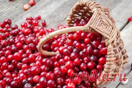 О целебных свойствах клюквы