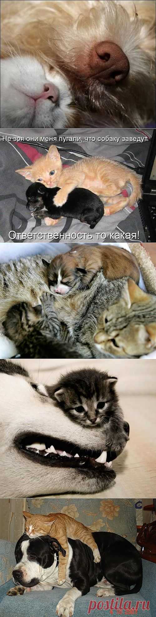 (+1) сообщ - Лучше живите как кошка с собакой! | Приколы про котов :)